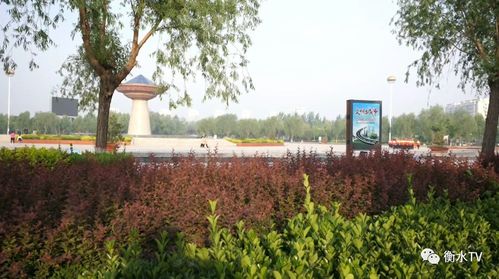 阜城縣穩(wěn)步推進(jìn)五大綠化工程，繪就生態(tài)新畫(huà)卷